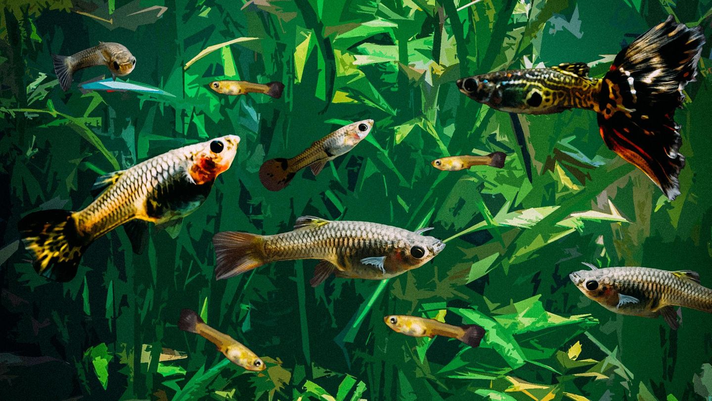 Guppys in einem Aquarium