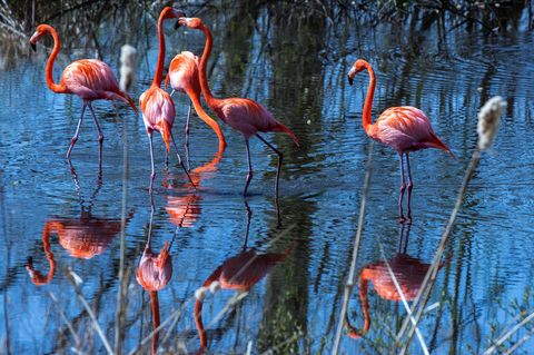 Flamingos stehen im Wasser in ihrer Außenanlage im Schweriner Zoo. Foto: Jens Büttner/dpa-Zentralbild/dpa