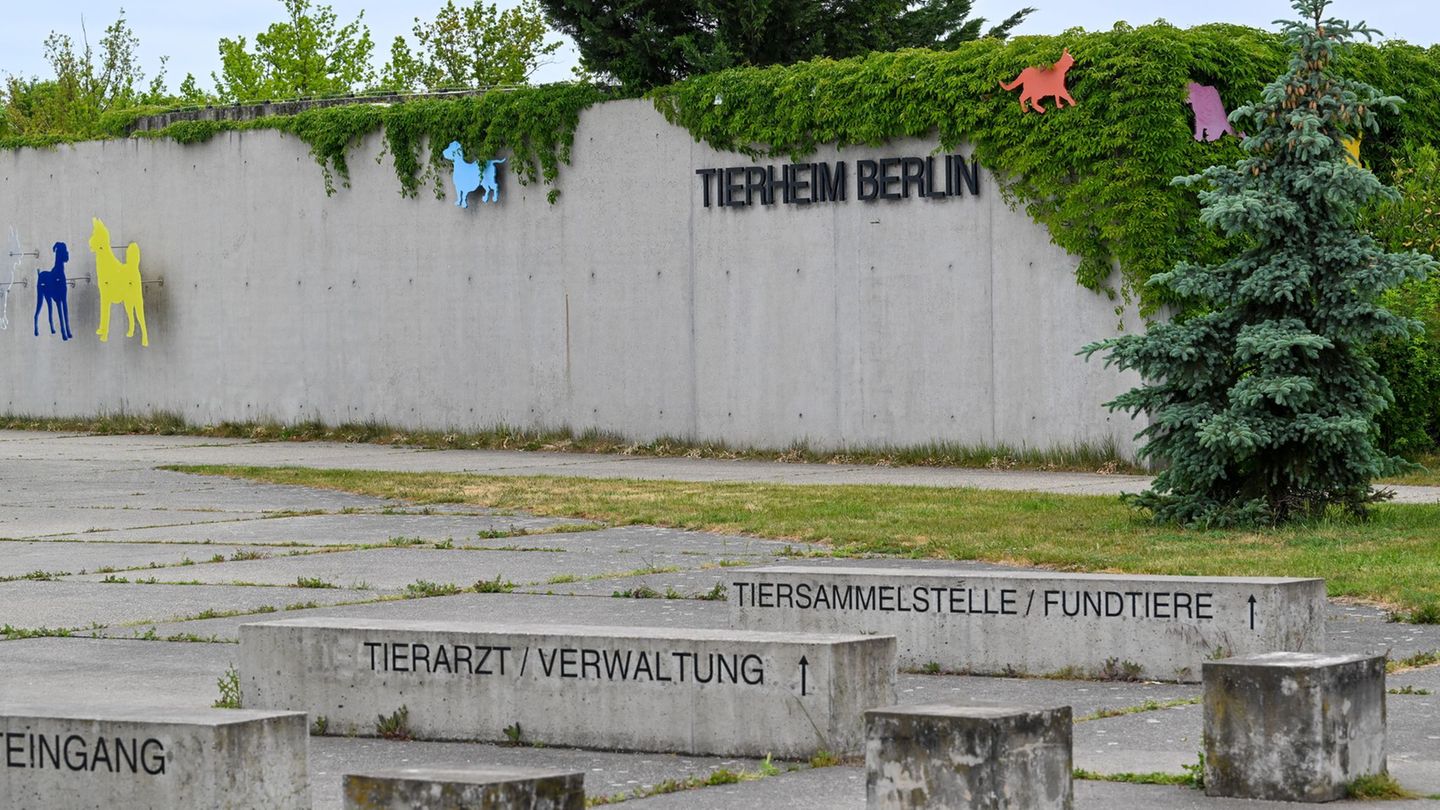 Im Tierheim Berlin gibt es neben Hunden und Katzen auch Tauben, Papageien und andere Vögel. (Archivbild). Foto: Soeren Stache/dp