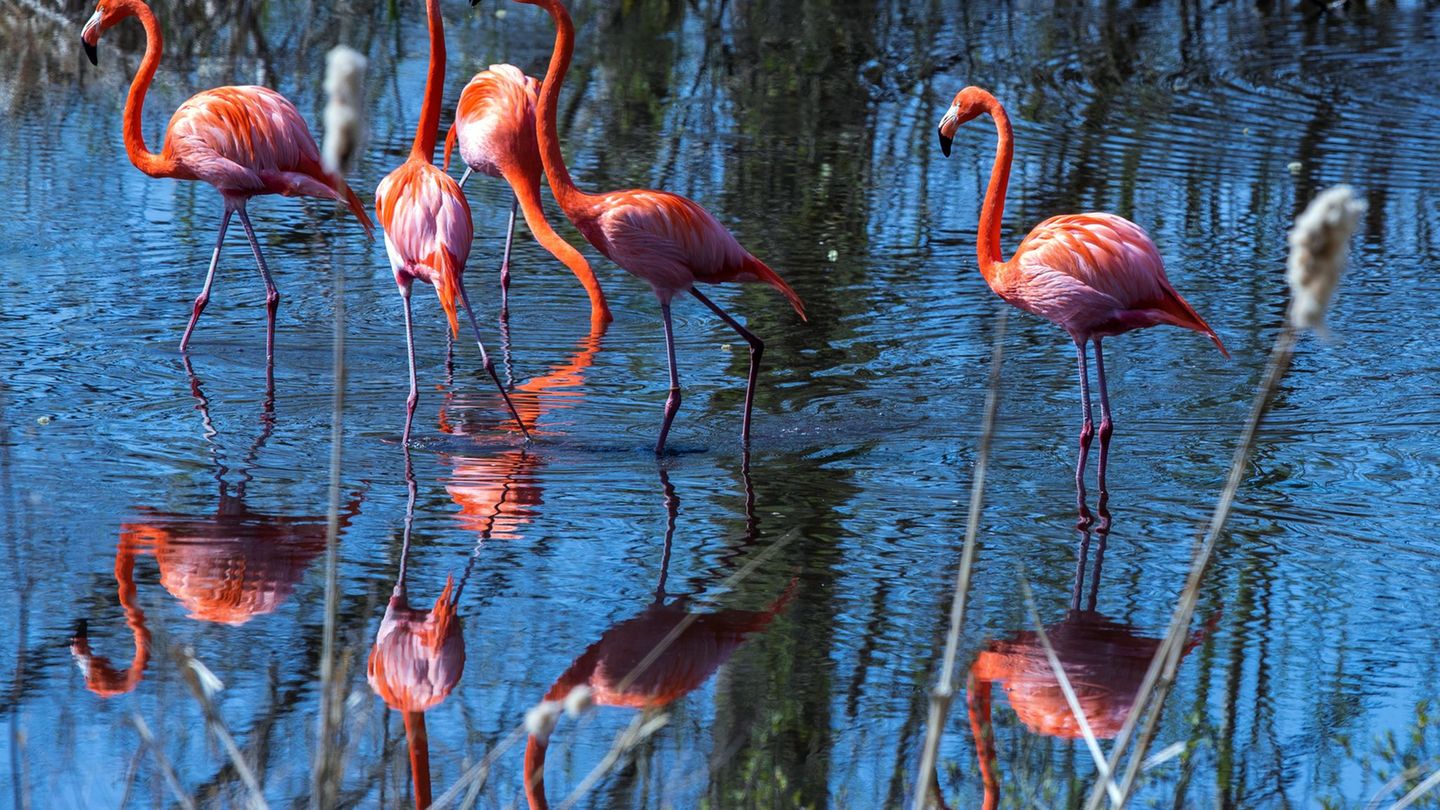 Nach einem Fall von Vogelgrippe hat der Schweriner Zoo Schutzmaßnahmen ergriffen. (Symbolbild) Foto: Jens Büttner/dpa-Zentralbil