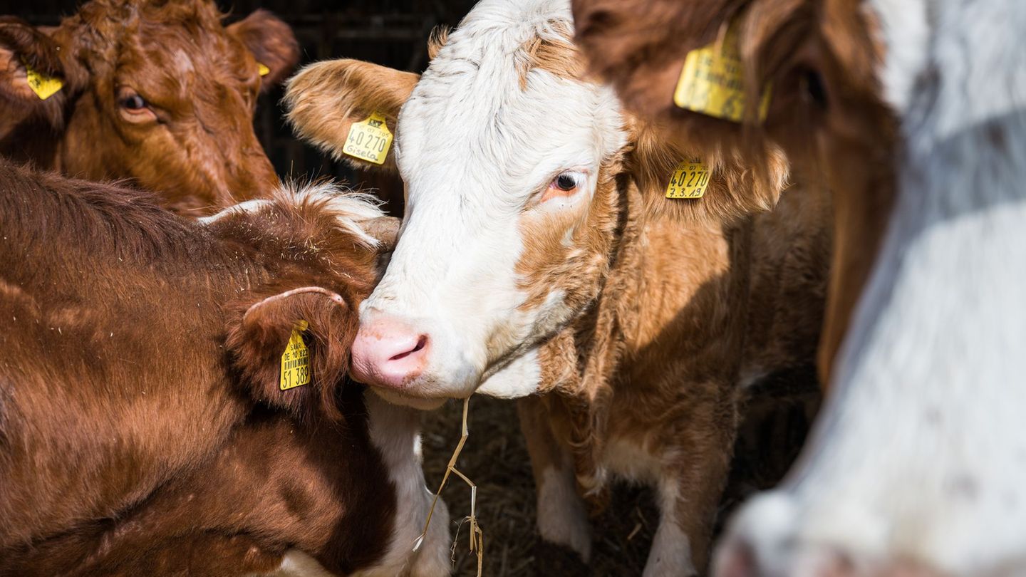 Blauzungenkrankheit bei Rindern - eine freiwillige Impfung dagegen wird vom Land Rheinland-Pfalz bezuschusst. (Symbolbild) Foto:
