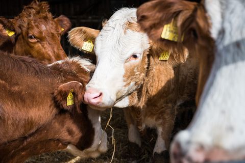 Blauzungenkrankheit bei Rindern - eine freiwillige Impfung dagegen wird vom Land Rheinland-Pfalz bezuschusst. (Symbolbild) Foto: