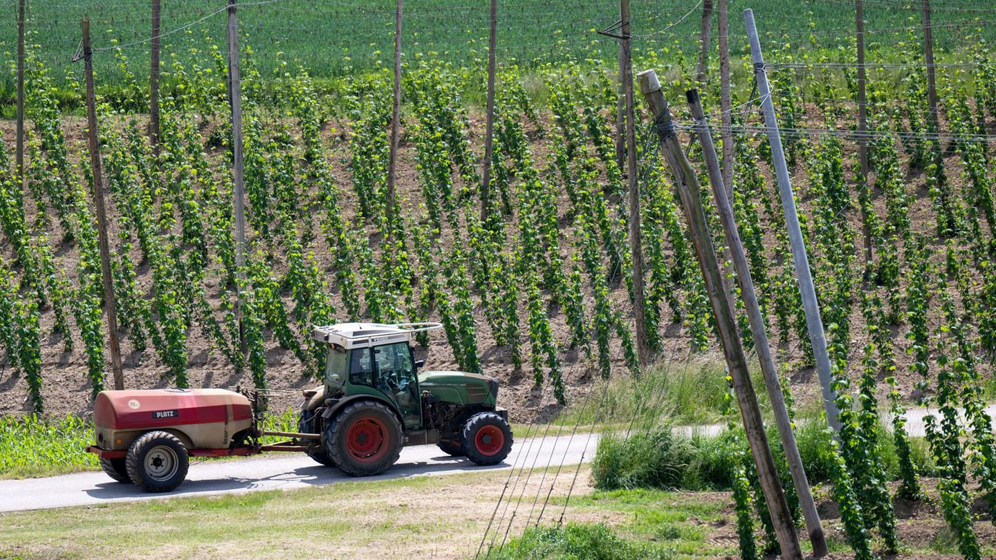 Auf Hopfenfeldern werden für die Pflanzen sogenannte Aufleitdrähte gespannt. (Symbolbild) Foto: Sven Hoppe/dpa