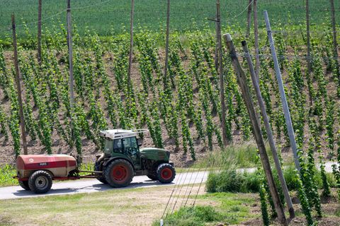 Auf Hopfenfeldern werden für die Pflanzen sogenannte Aufleitdrähte gespannt. (Symbolbild) Foto: Sven Hoppe/dpa