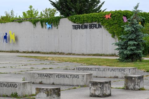 Im Tierheim Berlin gibt es neben Hunden und Katzen auch Tauben, Papageien und andere Vögel. (Archivbild) Foto: Soeren Stache/dpa
