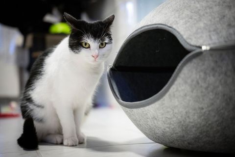 Die abenteuerlustige Katze Shila zieht nach Schweden. (Archivbild) Foto: Sina Schuldt/dpa