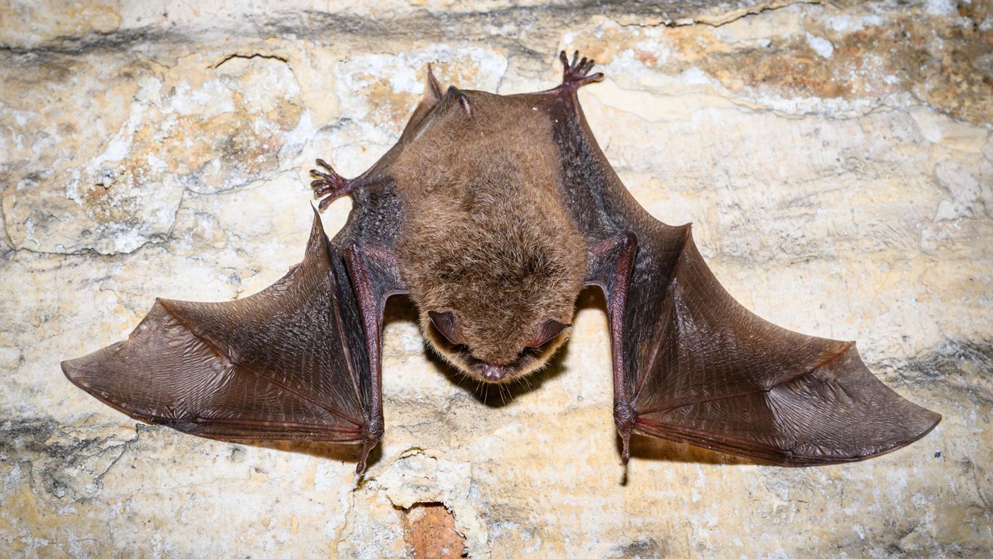 Naturschutz: Ein Schatz unter Tage: Im Winterquartier der Fledermäuse