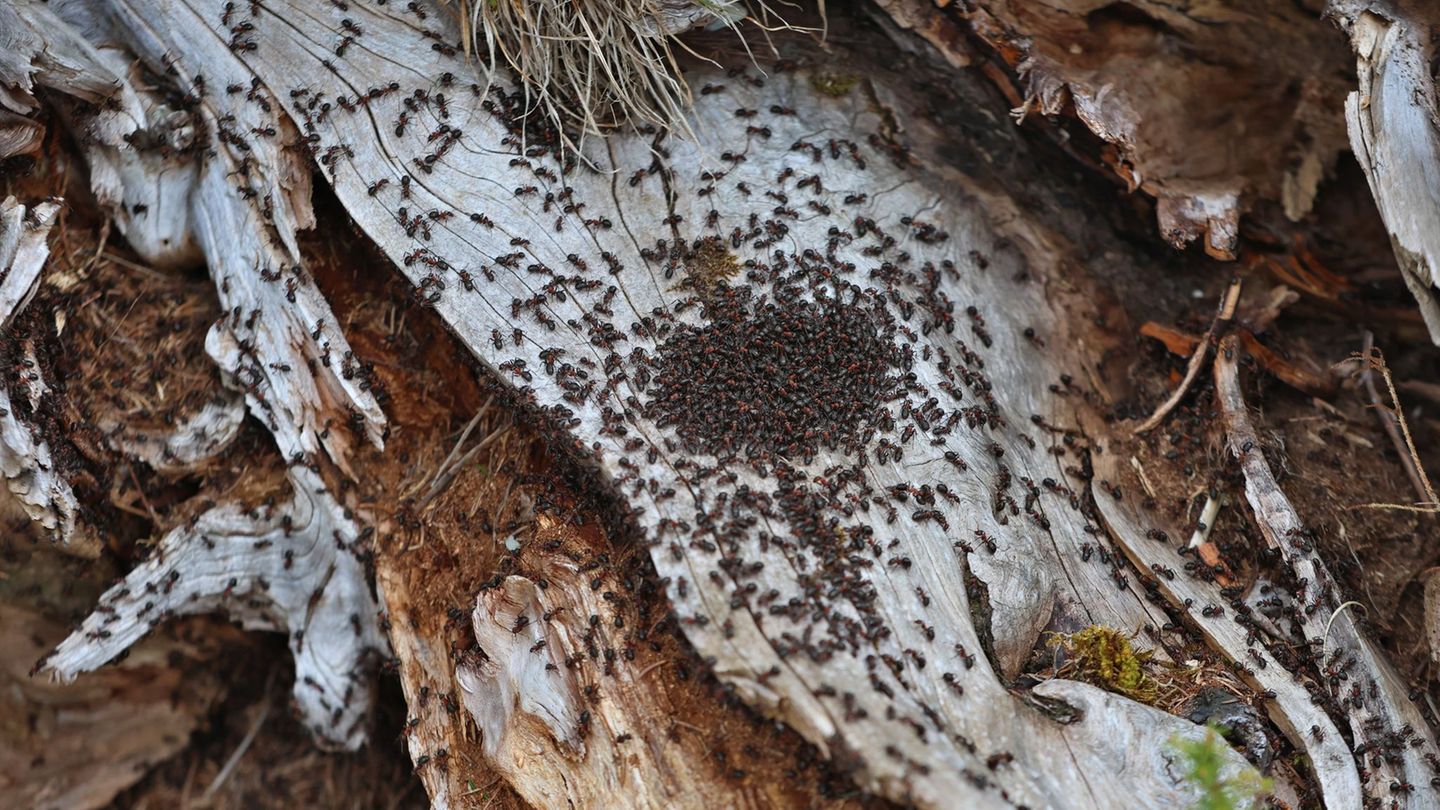 Ameisen melken Blattläuse und ernähren sich von ihren Ausscheidungen, dem Honigtau. (Symbolbild). Foto: Karl-Josef Hildenbrand/d