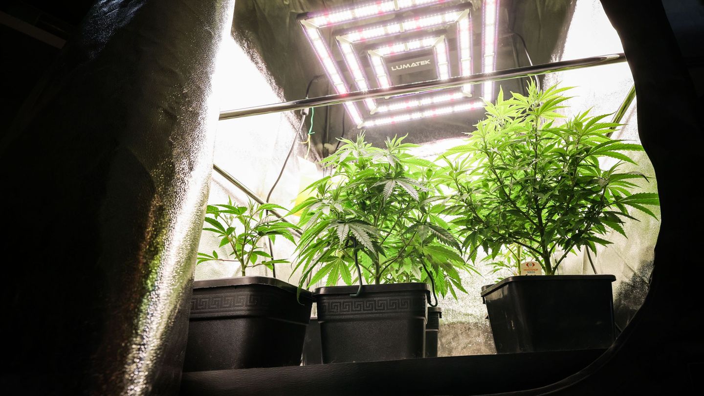 Cannabisgesetz: CDU fordert Ende der Cannabis-Legalisierung