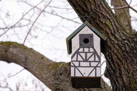 In einem Baum hängt ein Nistkasten für Meisen. (Symbolbild) Foto: Peter Zschunke/dpa-Zentralbild/dpa