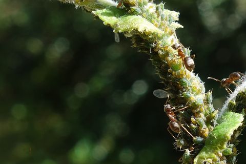 Ameisen melken Blattläuse und ernähren sich von ihren Ausscheidungen, dem Honigtau. Foto: Tomer Czaczke/dpa