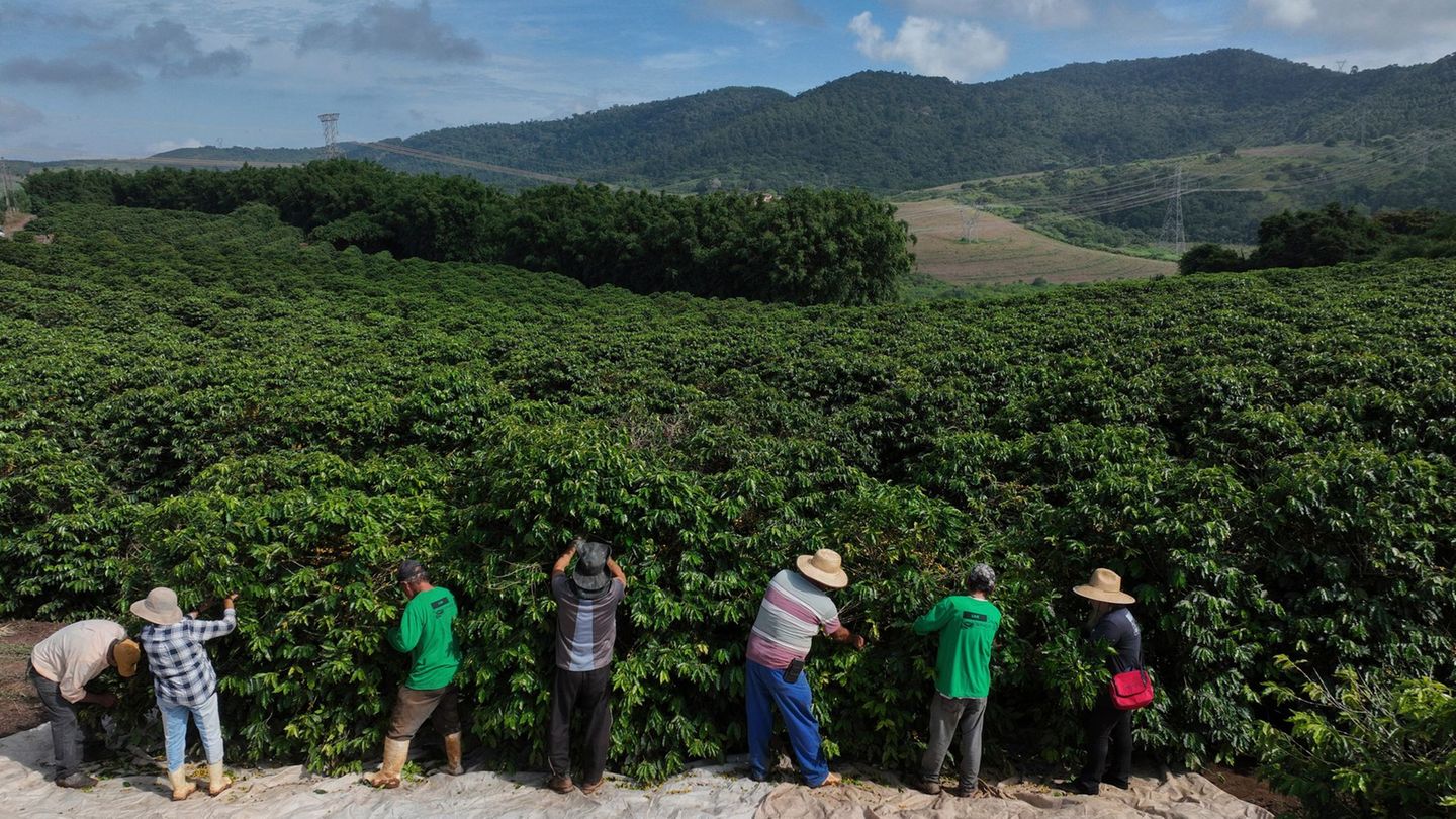Unwetter: Starkregen bedroht Kaffee aus Brasilien und macht ihn teurer