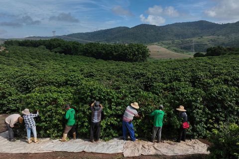 Heftiger Starkregen bedroht laut einer Studie zunehmend die Kaffeeproduktion im weltweit größten Anbauland Brasilien. (Archivbil