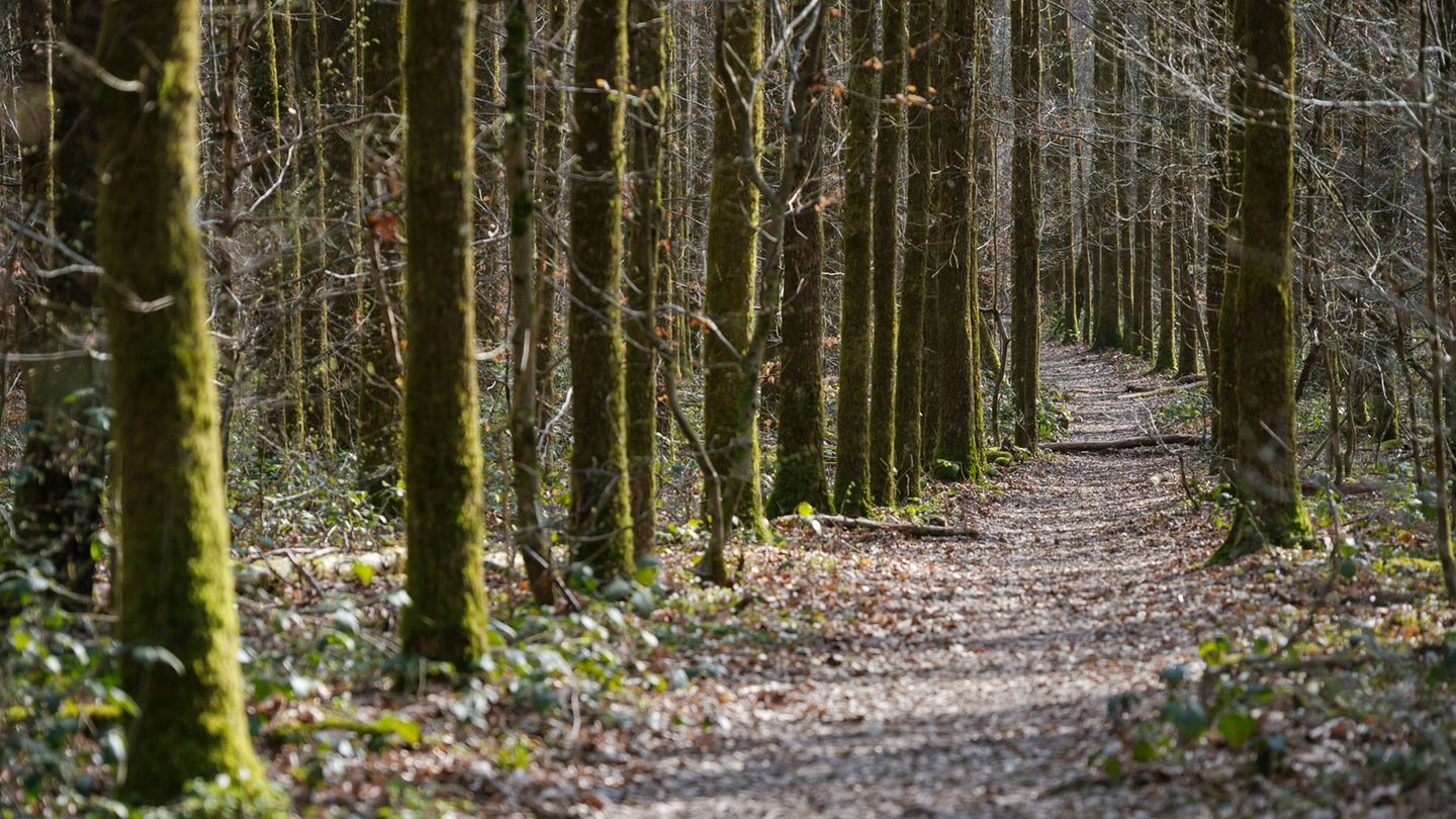 Auszeichnung im Saarland: "Waldgebiet des Jahres" als Ehre und Ansporn