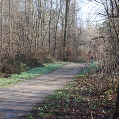 In einem Wald in der Nähe von Mannheim hat sich offenbar ein schreckliches Verbrechen ereignet (Symbolbild)