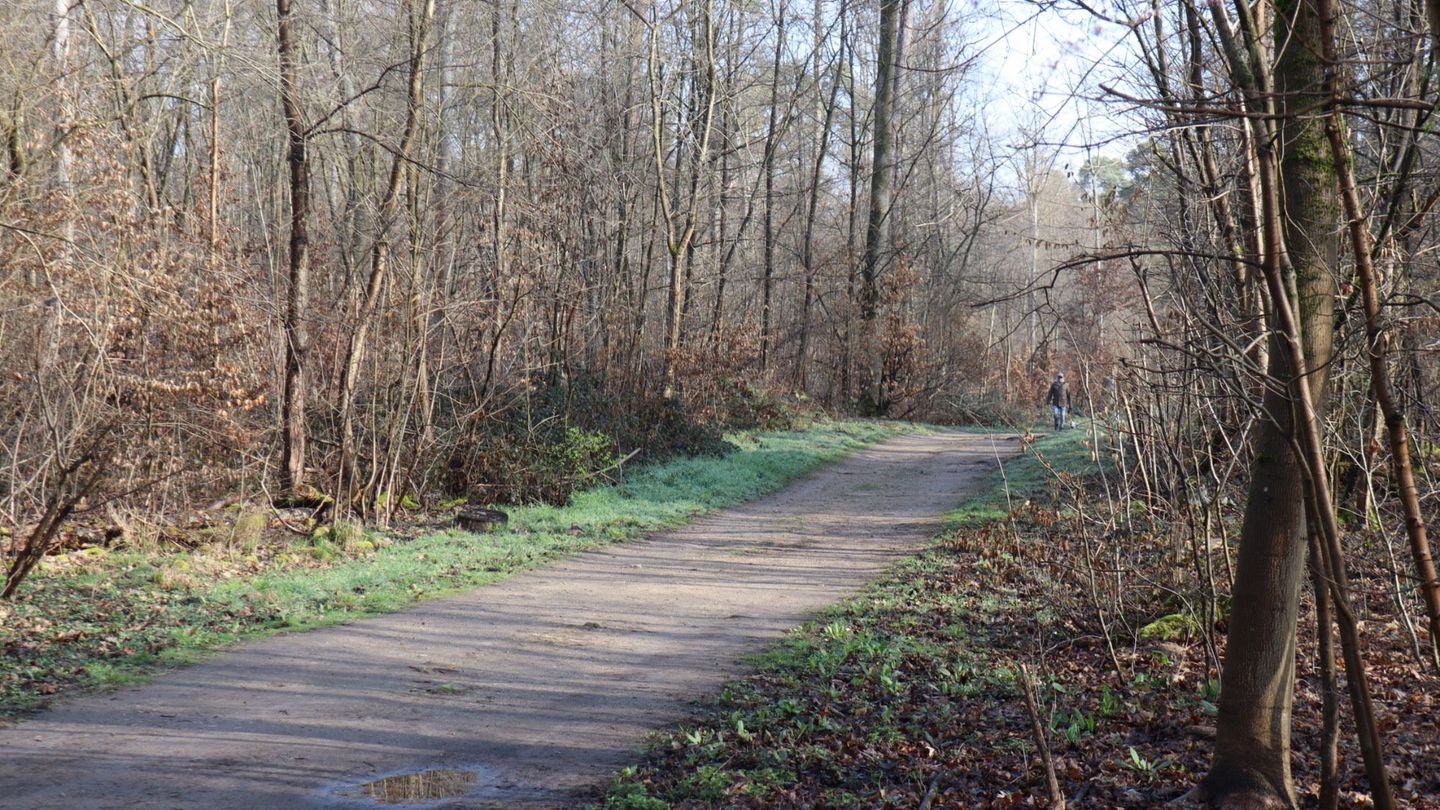 Wald bei Mannheim: 19-Jährige tot gefunden – Polizei nimmt Jugendlichen fest