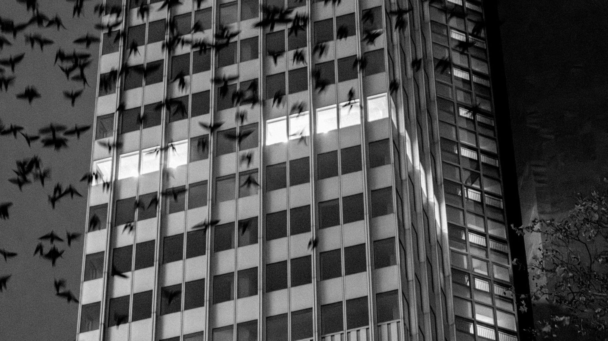 Frankfurter Bankentürme in der Abendstimmung