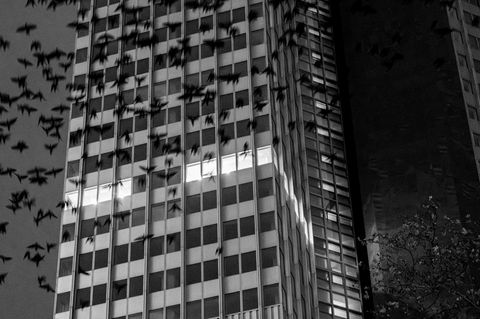 Frankfurter Bankentürme in der Abendstimmung