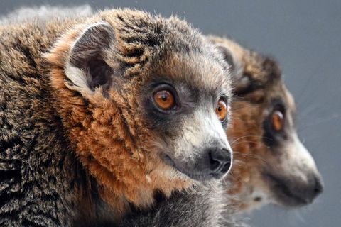 In ihrer Heimat Madagaskar sind die Mongozmaki vom Aussterben bedroht. Foto: Federico Gambarini/dpa