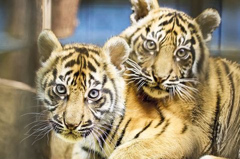 Mehr als 2.500 Vorschläge erreichten den Zoo Anfang Februar, anschließend konnte online für die Favoriten abgestimmt werden.(Han