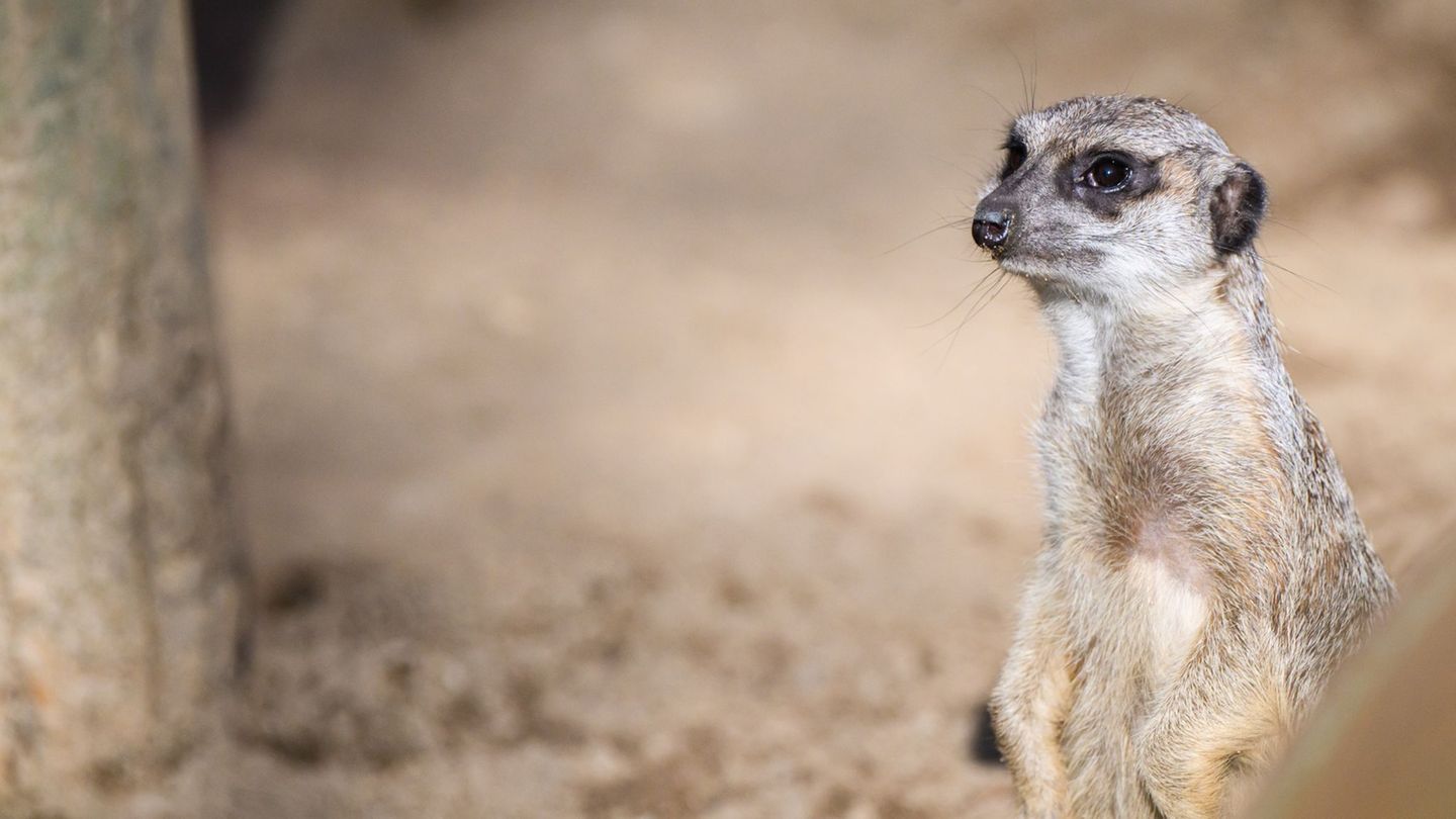 Die Schüler einer Grundschule suchen ihr Erdmännchen-Kuscheltier. (Archivbild) Foto: Julian Stratenschulte/dpa
