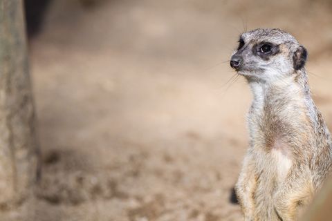 Die Schüler einer Grundschule suchen ihr Erdmännchen-Kuscheltier. (Archivbild) Foto: Julian Stratenschulte/dpa