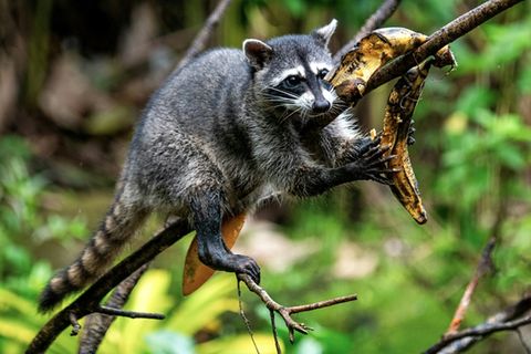 Waschbär auf einem Ast