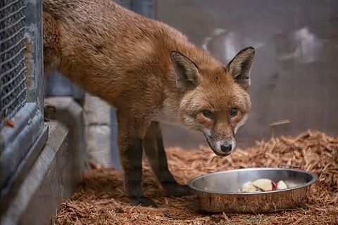 Der Fuchs lebt nun erstmal im Bronx Zoo. Foto: Uncredited/Bronx Zoo via AP/dpa