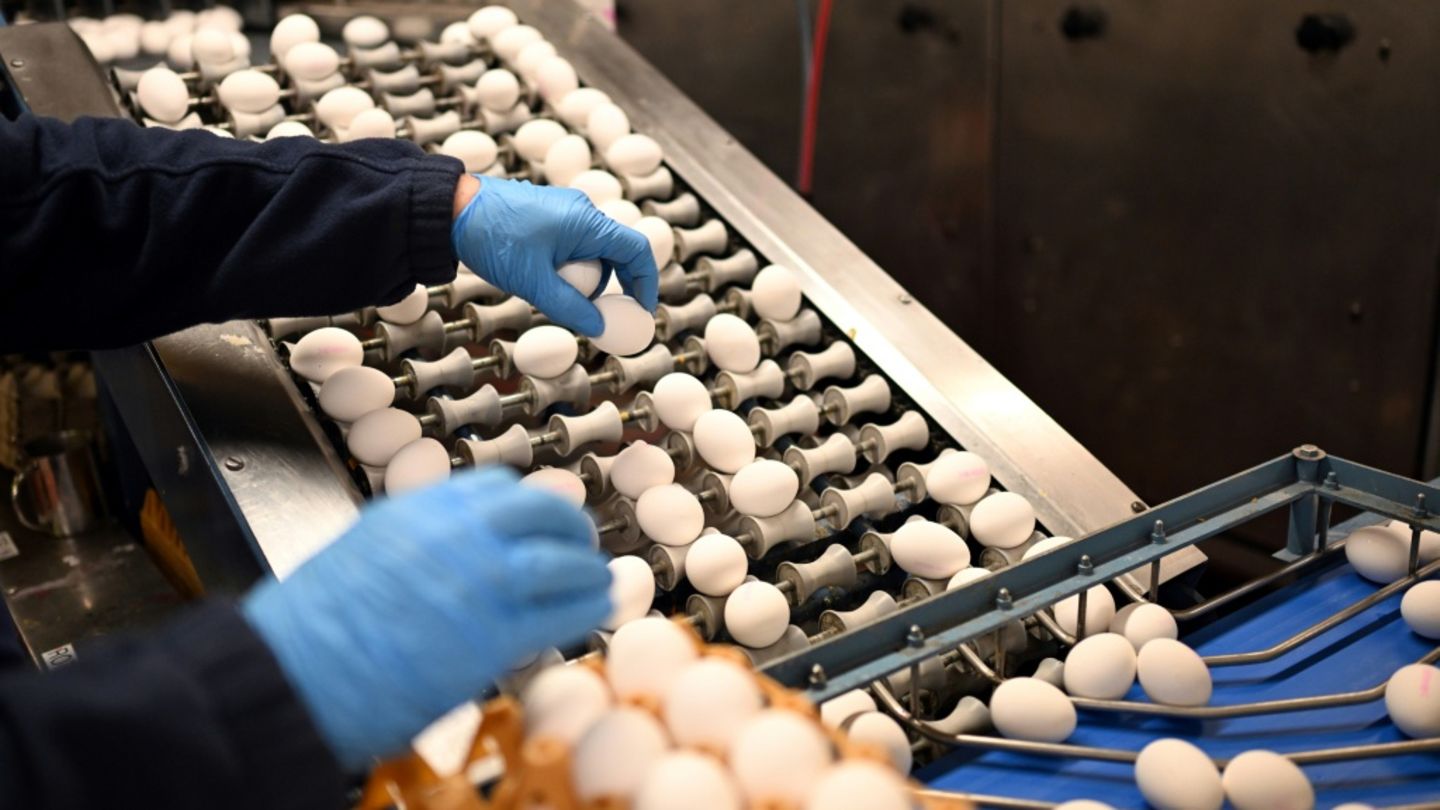 Zahl der Eier von Hennen aus Freiland- oder Ökohaltung erneut gestiegen