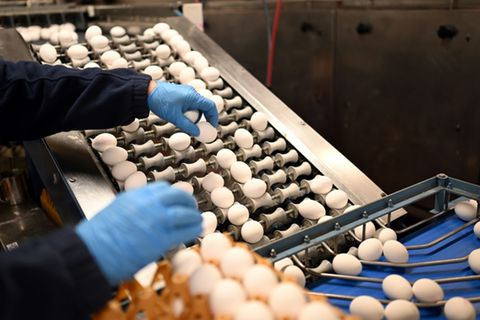 Eier-Auswahl in Betrieb in Hagen