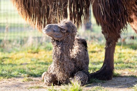 Das Trampeltier-Fohlen wenige Stunden nach seiner Geburt Foto: Birger Meierjohann/Wilhelma Stuttgart/dpa