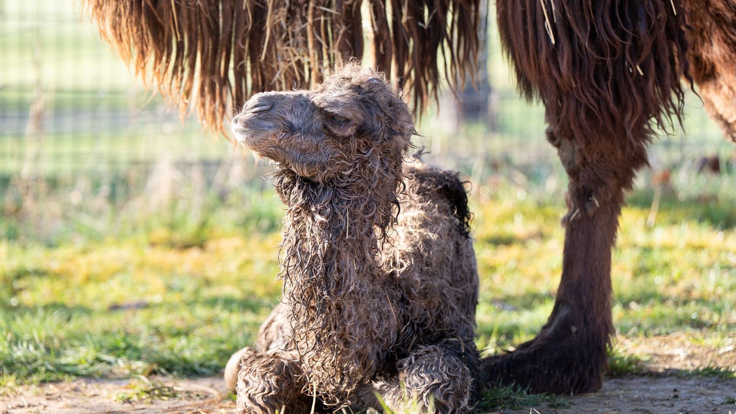 Das Trampeltier-Fohlen wenige Stunden nach seiner Geburt Foto: Birger Meierjohann/Wilhelma Stuttgart/dpa