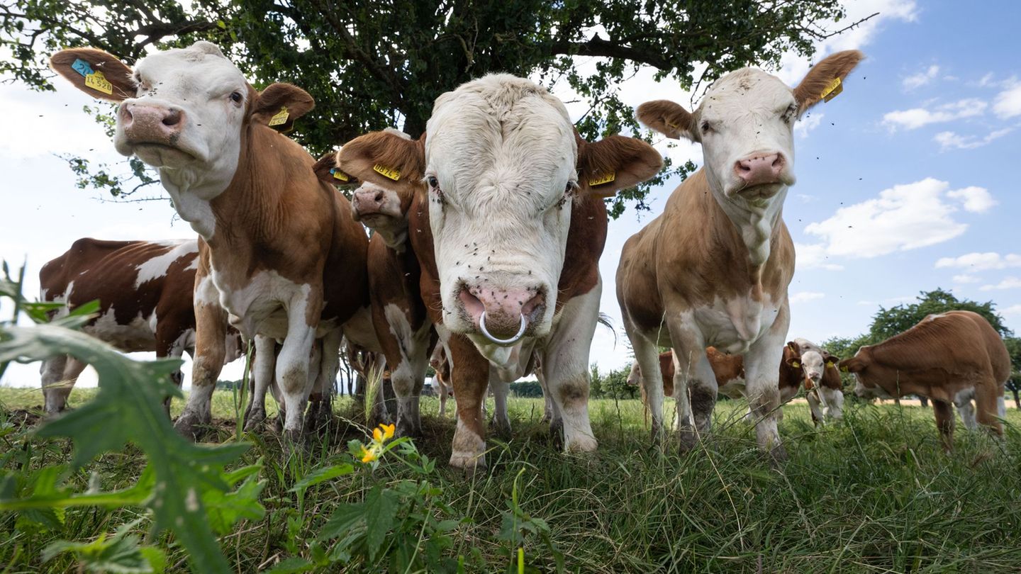 Mindestens drei Tiere wurden noch vor Ort getötet. (Symbolbild) Foto: Boris Roessler/dpa