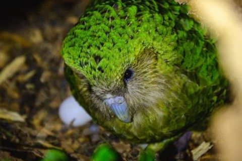 Die drolligen Vögel leben ausschließlich auf vier Inseln vor Neuseelands Küste