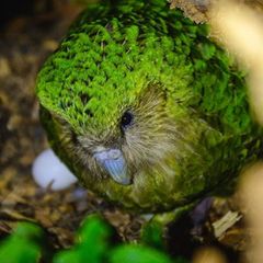 Die drolligen Vögel leben ausschließlich auf vier Inseln vor Neuseelands Küste