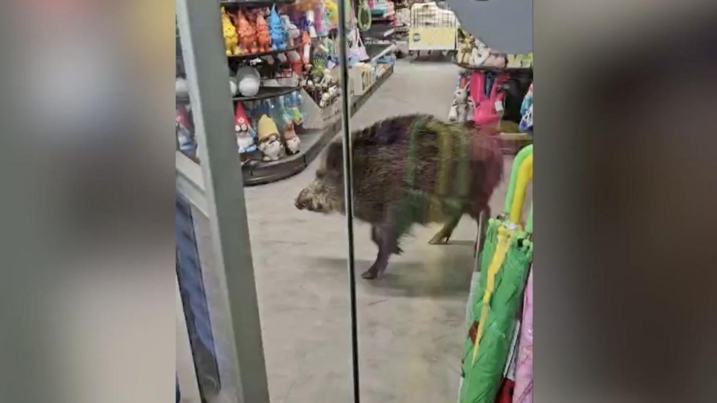 Tierisches Durcheinander: Wildschwein verirrt sich in Berliner Einkaufszentrum