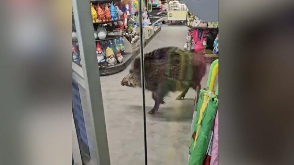 Ein Wildschwein läuft durch ein Einkauszentrum in Berlin.