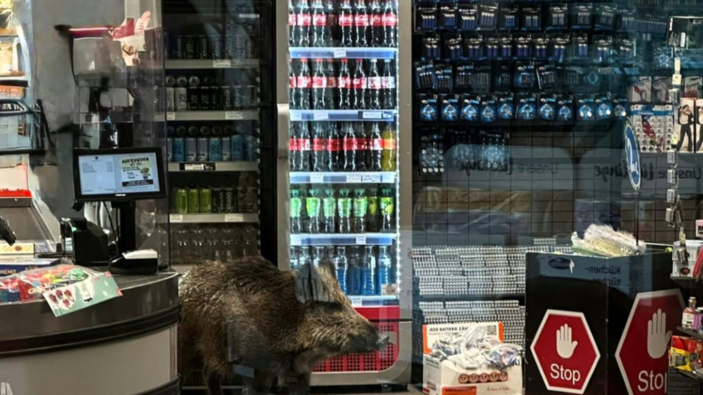 Das Wildschwein auf von der Polizei veröffentlichem Foto