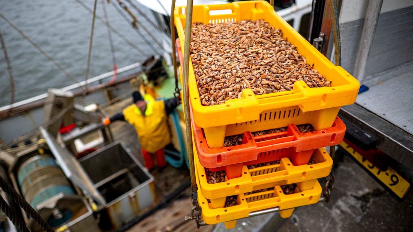 Die Bundesregierung will mit einer Art Abwrackprogramm die Zahl der Krabbenkutter senken. (Archivbild) Foto: Sina Schuldt/dpa