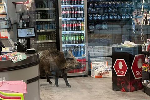 Ein Wildschwein hat sich in einem Kaufhaus verlaufen. Foto: -/Polizei Berlin/dpa