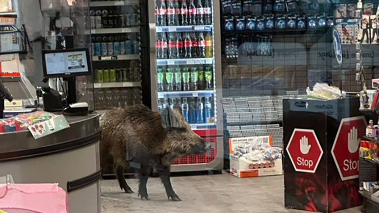 Tierischer "Kunde": Wildschwein spaziert durch Berliner Einkaufszentrum