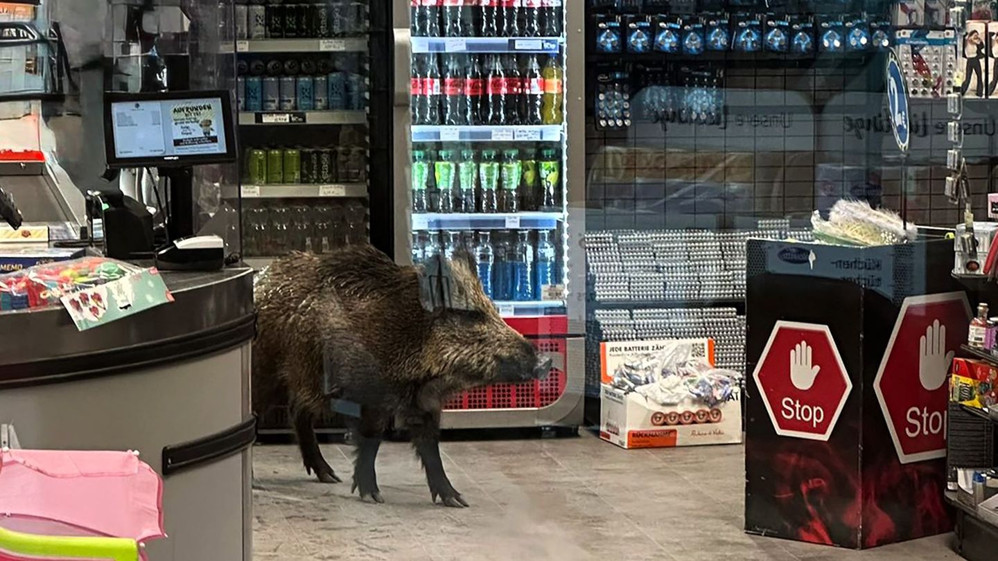 Berlin, Deutschland. Unerwarteter Besuch in einem Einkaufszentrum: Ein Wildschwein ist dort in einem Geschäft spazieren gegangen – und konnte erst nach mehreren Stunden von der Polizei des Ladens verwiesen werden. Was genau es gesucht hat? Das bleibt wohl ein Geheimnis.