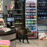 Berlin, Deutschland. Unerwarteter Besuch in einem Einkaufszentrum: Ein Wildschwein ist dort in einem Geschäft spazieren gegangen – und konnte erst nach mehreren Stunden von der Polizei des Ladens verwiesen werden. Was genau es gesucht hat? Das bleibt wohl ein Geheimnis.