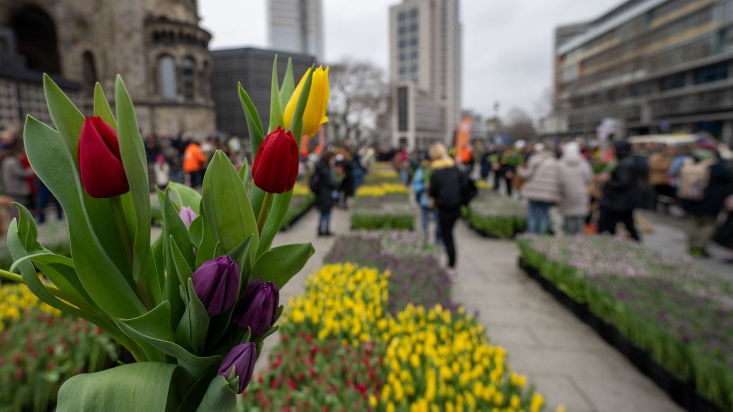 Frühlingsblumen: 50.000 Tulpen auf dem Breitscheidplatz zum Selbstpflücken