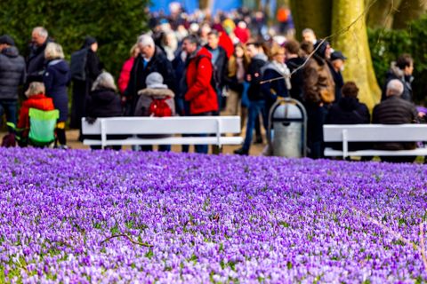 Seit den 1990er Jahren feiert Husum das Krokusblütenfest (Archivbild). Foto: Axel Heimken/dpa