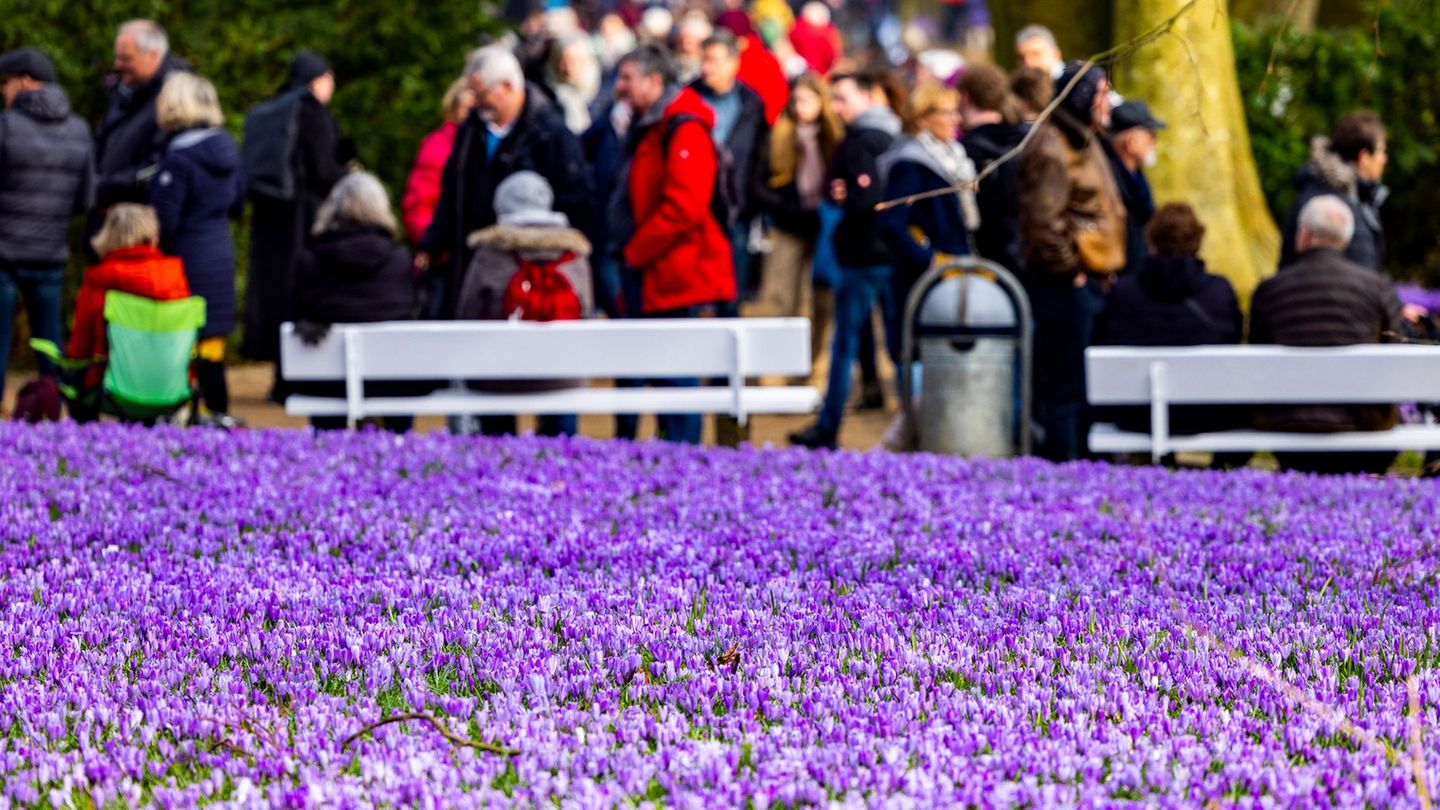 Tourismus: Millionen Krokusse verwandeln Husum in ein Blütenmeer