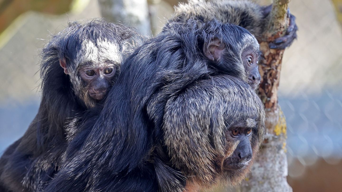 Faultier Fauli unterwegs: Saisonstart im Vogelpark Marlow - Doppelnachwuchs bei Affen