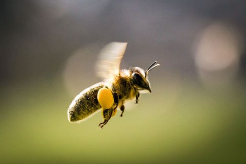 Die Pollen, die die Bienen nun sammeln, sollen vor allem auch den Nachwuchs ernähren. (Symbolbild) Foto: Frank Rumpenhorst/dpa