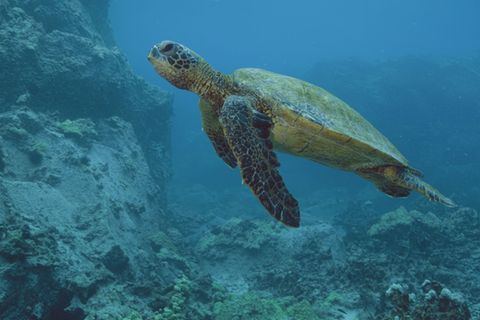 Die grüne Meeresschildkröte, das Hawaiianische Nationaltier, ist eine sehr bedrohte Art auf den Hawaiianischen Inseln.