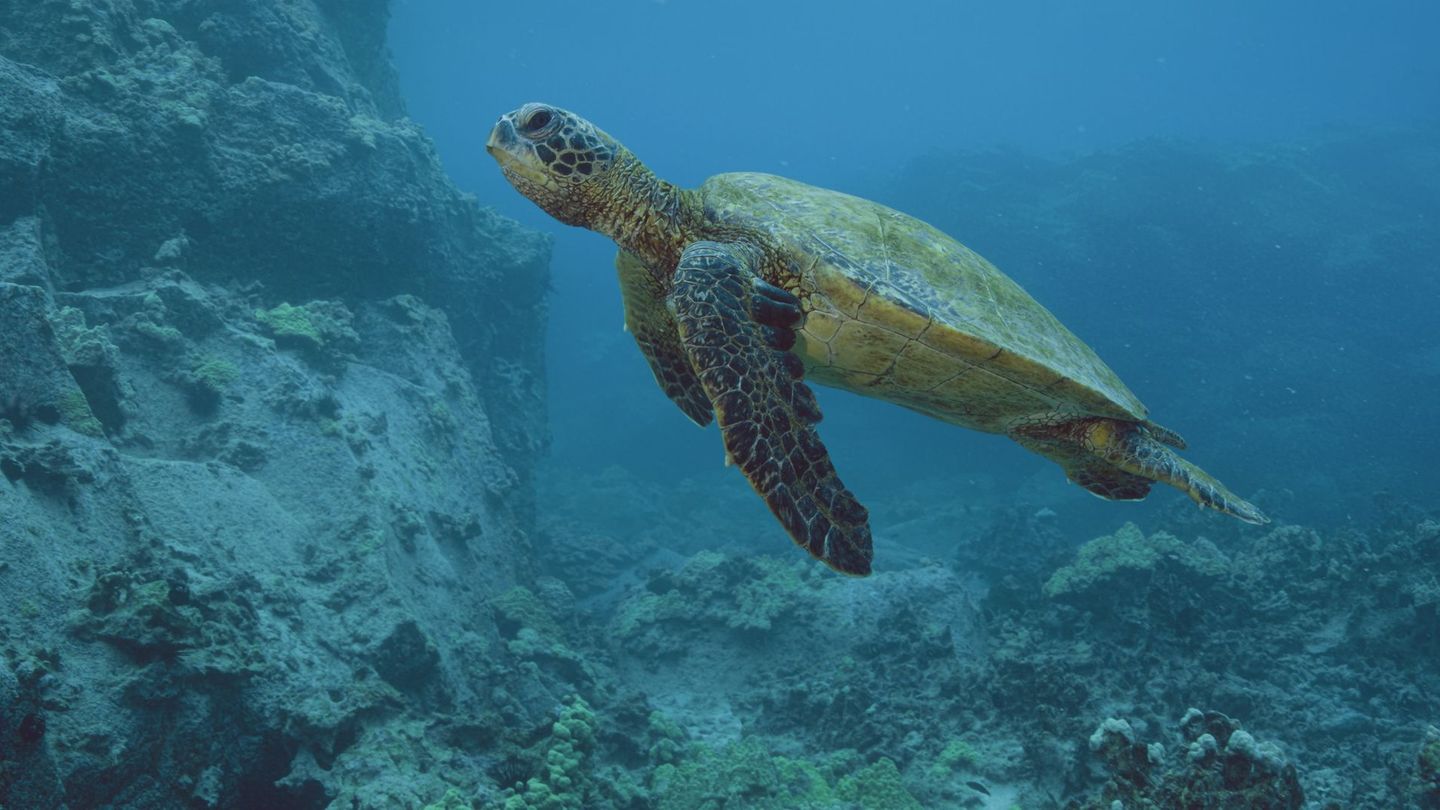 Die grüne Meeresschildkröte, das Hawaiianische Nationaltier, ist eine sehr bedrohte Art auf den Hawaiianischen Inseln.